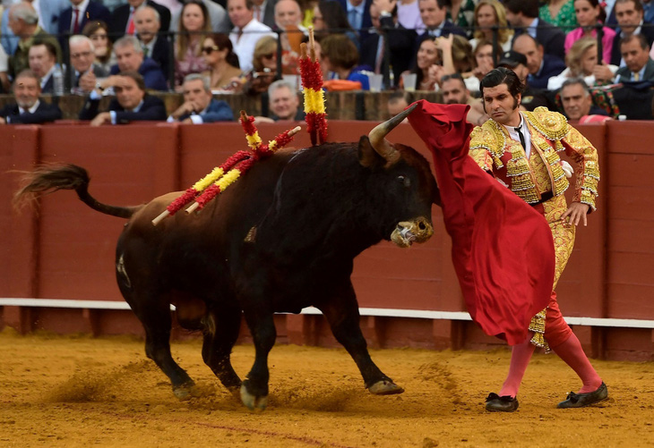 Tây Ban Nha sẽ bãi bỏ giải đấu bò quốc gia- Ảnh 1.