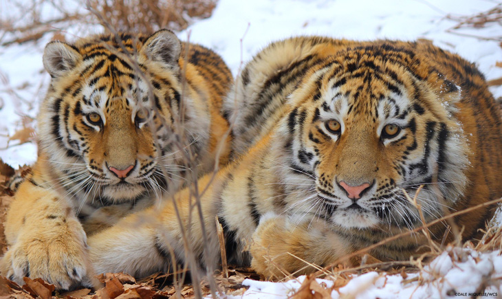 Vệ tinh NASA đang hỗ trợ theo dõi môi trường sống của hổ để giúp bảo tồn loài động vật hoang dã này - Ảnh: Wildlife Conservation Society/Dale Miquelle