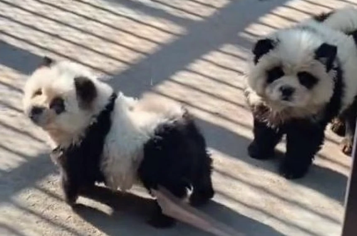 Hai chú "chó gấu trúc" thành hiện tượng mạng xứ Trung. (Ảnh: Weibo) 