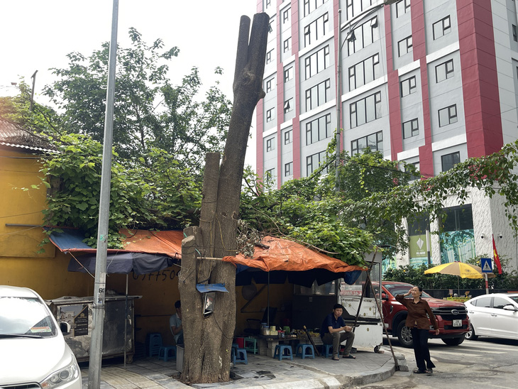 Lãnh đạo UBND phường Dịch Vọng Hậu cho biết việc cây xanh bị cắt trơ trụi để hạ thấp bộ rễ cây xuống lòng đất, tránh việc bị đổ trong mùa mưa bão - Ảnh: HÀ THU