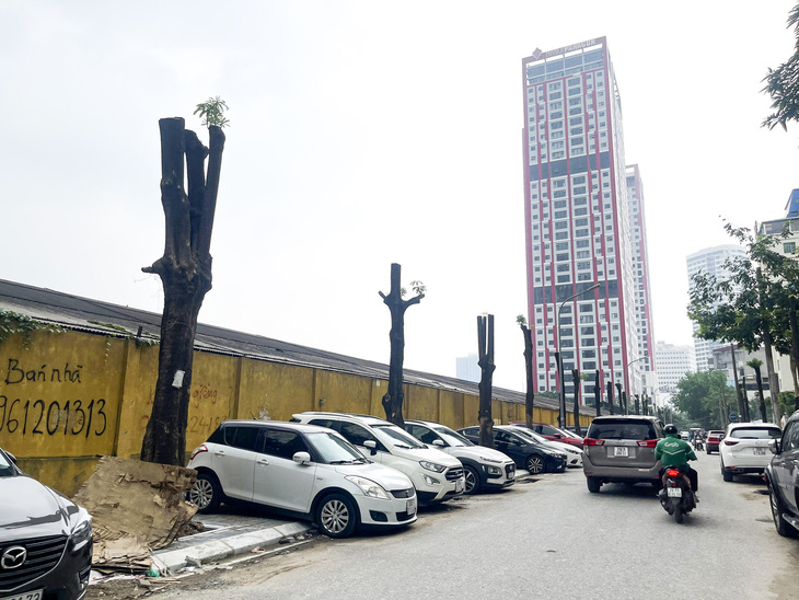 Hàng cây xanh ở ngõ 86 phố Duy Tân bị cắt tỉa hết cành, chỉ còn thân cây - Ảnh: HÀ THU