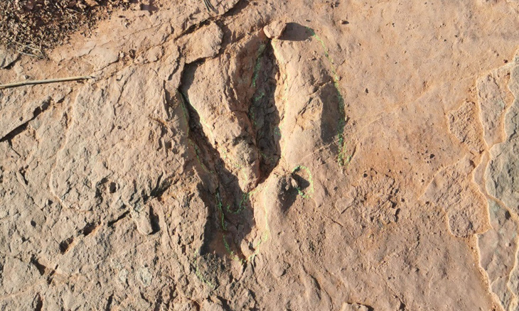 Dấu chân chim khủng long được phát hiện ở Phúc Kiến - Ảnh: Bảo tàng Lịch sử Tự nhiên đá Yingliang