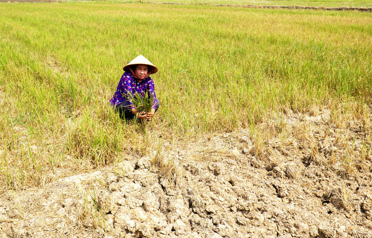 Chị Lâm Thị Cam, xã Khánh Bình Tây Bắc, huyện Trần Văn Thời, tỉnh Cà Mau, tính đến phương án đi lao động ở tỉnh ngoài sau vụ thiệt hại lúa do hạn mặn
