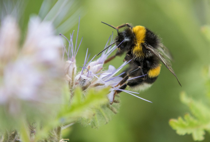 Một con ong nghệ đang lấy phấn hoa từ một bông hoa gần Pattensen, miền bắc nước Đức - Ảnh: AFP