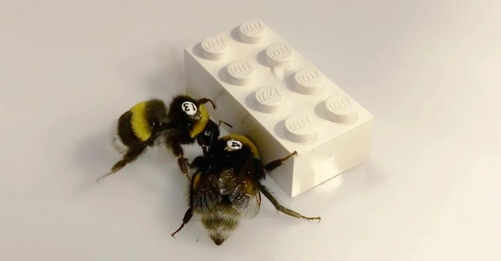 Những con ong chơi Lego trong nghiên cứu của các nhà khoa học Phần Lan - Ảnh: OLLI LOUKOLA