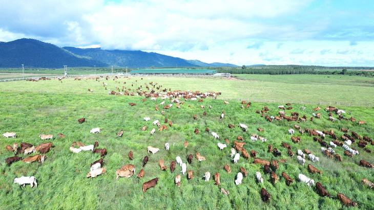 Trang trại bò của THACO AGRI ở Khu liên hợp Ia Puch