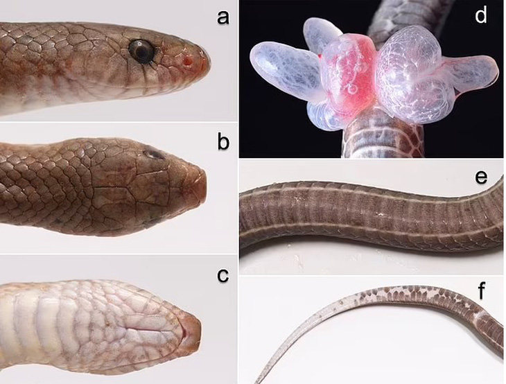 Ba mẫu vật thu được của loài rắn mới - Ảnh: Harry Ward-Smith