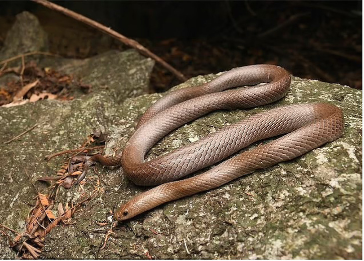 Loài rắn mới được phát hiện ở Thái Lan - Ảnh: Harry Ward-Smith