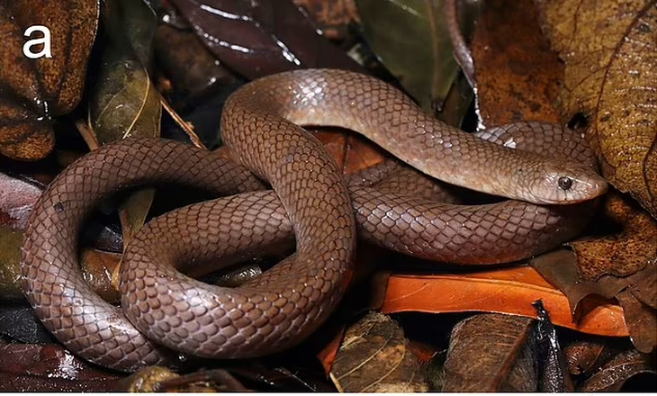 Loài rắn mới có răng nanh 'giống lưỡi dao', cùng lớp vảy có gờ nổi hoặc 'có sừng' ở dưới bụng, cho phép nó 'leo lên các mặt đá thẳng đứng' ở Thái Lan - Ảnh: Harry Ward-Smith