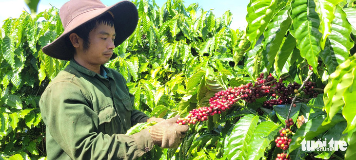 Nông dân Gia Lai thu hoạch cà phê - Ảnh: BỒNG SƠN 