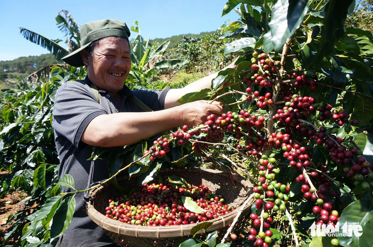Giá cà phê ở mức cao, nhiều người trồng cà phê muốn mở rộng diện tích - Ảnh: MAI VINH 
