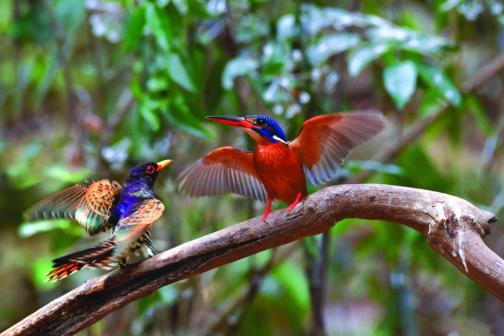 Chim tìm vịt tím (trái) và sả xanh, 2 loài chim thu hút người chụp ở Mã Đà. Ảnh: TUẤN ĐĂKLĂK