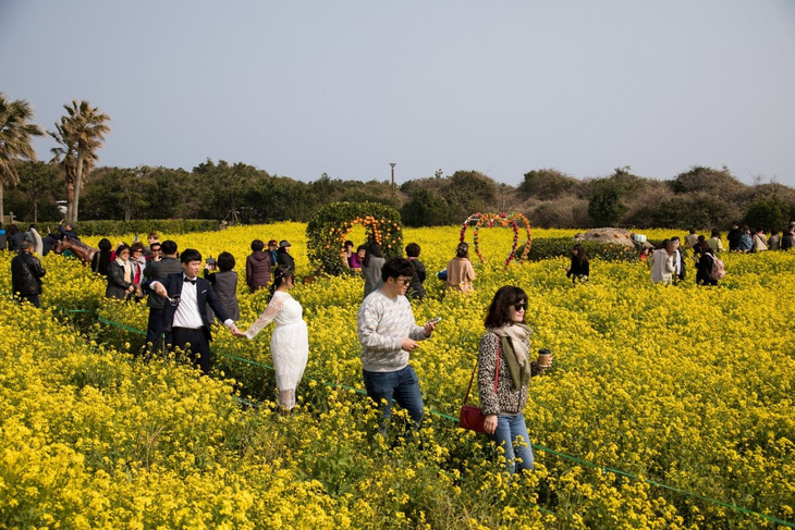 Khách du lịch đi dạo trên cánh đồng cải dầu ở Jeju, Hàn Quốc - Ảnh: bloomberg.com