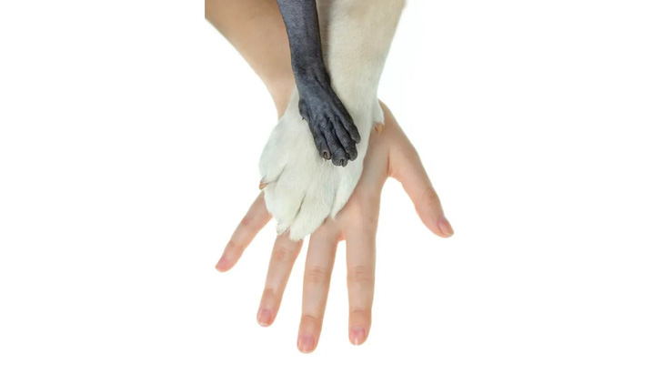 Khoa học vẫn chưa giải thích thấu đáo tại sao hầu hết động vật có vú đều có 5 ngón tay - Ảnh: GETTY
