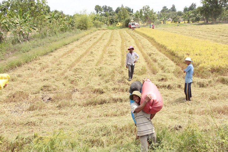 Nông dân miền Tây thu hoạch lúa - Ảnh: CHÍ QUỐC