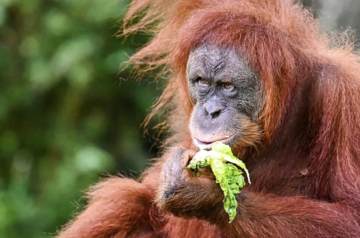 Một con đười ươi Sumatra ăn rau tại Vườn thú quốc gia ở Kuala Lumpur, Malaysia - Ảnh: AFP