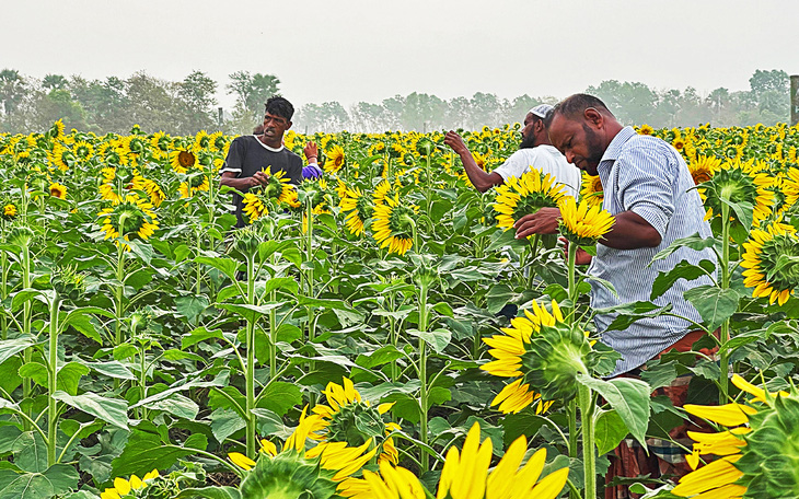 Hoa hướng dương có khả năng chịu mặn và phát triển nhanh, tạo thu nhập cho nông dân ven biển Bangladesh - Ảnh: BRAC