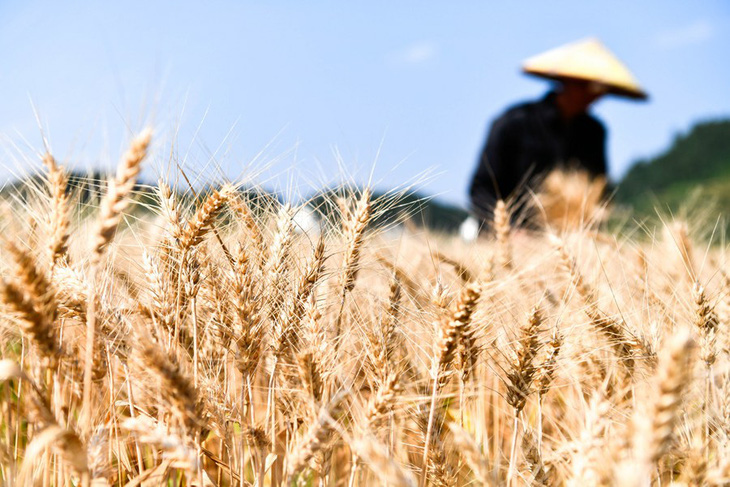 Nông dân thu hoạch lúa mì tại một ngôi làng ở thành phố Quý Dương, tỉnh Quý Châu, tây nam Trung Quốc vào tháng 5-2023 - Ảnh: XINHUA