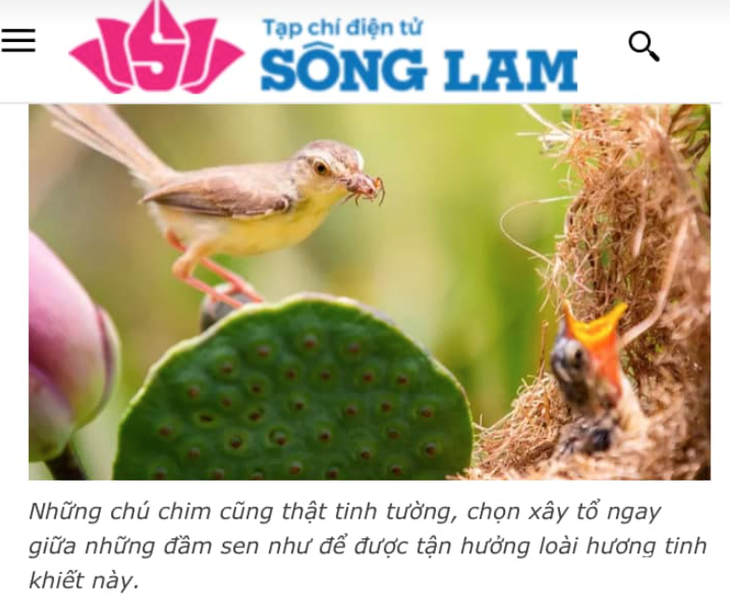 Bộ ảnh mùa sen, mùa chim làm tổ của ông Đ. được đăng tải trên tạp chí Sông Lam. Tuy nhiên sau đó phía tạp chí này đã gỡ bài viết khỏi hệ thống - Ảnh: D.HÒA chụp ảnh màn hình