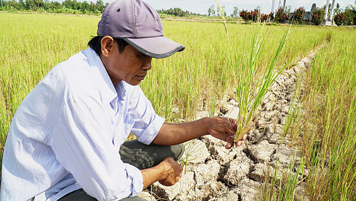 Một nông dân Cà Mau bên đám ruộng khô cằn vì hạn hán - Ảnh: THANH HUYỀN