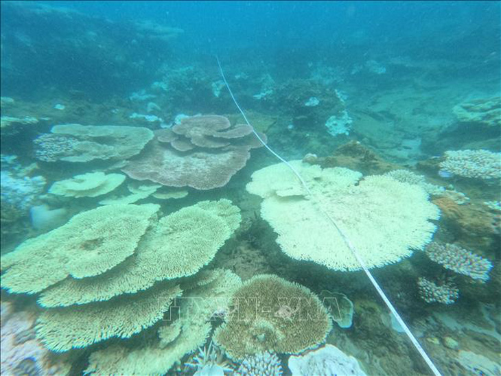Tại khu vực phía tây đảo Côn Sơn, san hô bị tẩy trắng chiếm 60-70% - Ảnh: TTXVN