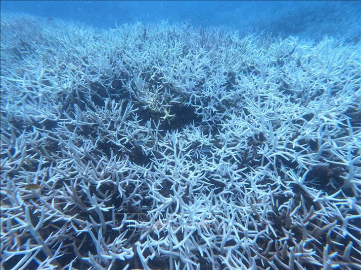 San hô bị tẩy trắng tại vùng biển Hòn Cau, Vườn quốc gia Côn Đảo - Ảnh: TTXVN
