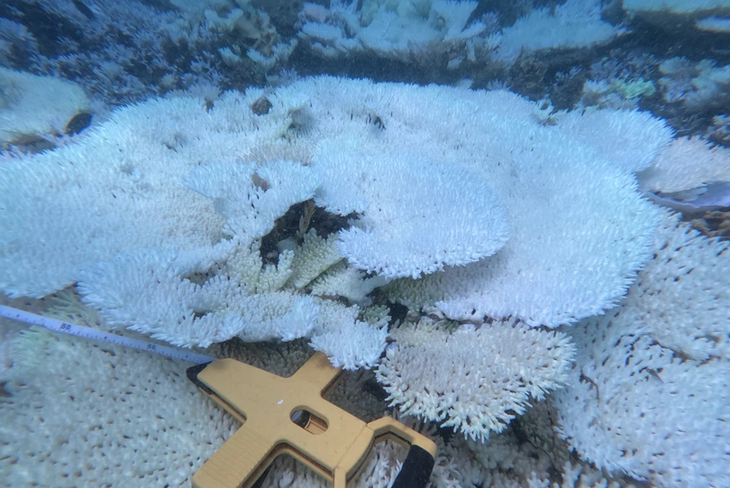 Khảo sát chi tiết hiện trạng san hô bị tẩy trắng được thực hiện tại 8 trạm rạn quanh đảo Côn Sơn - Ảnh: TTXVN