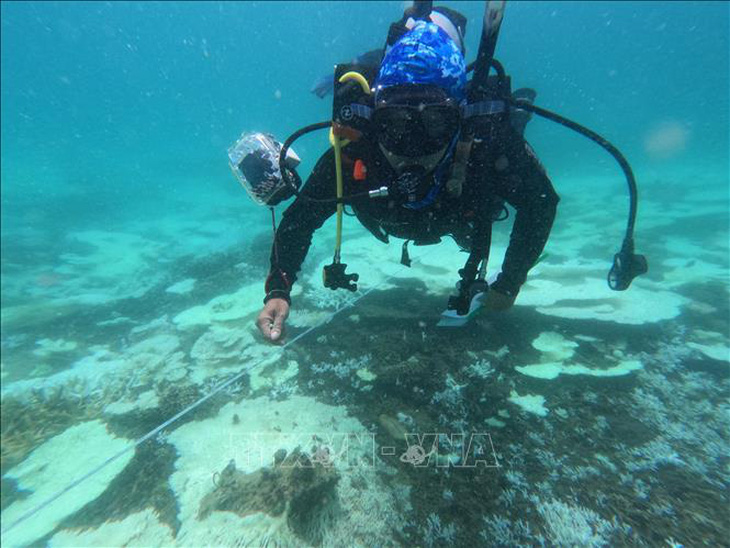 Khảo sát chi tiết hiện trạng san hô bị tẩy trắng được thực hiện tại 8 trạm rạn quanh đảo Côn Sơn - Ảnh: TTXVN