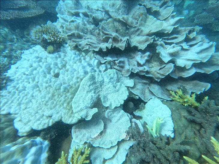 Tại Hòn Tre Nhỏ, san hô bị tẩy trắng khoảng 60-70% - Ảnh: TTXVN
