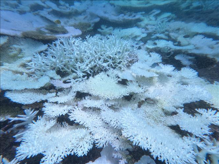 San hô vùng biển Côn Đảo bị tẩy trắng do nhiệt độ nước biển trên 30 độ - Ảnh: TTXVN