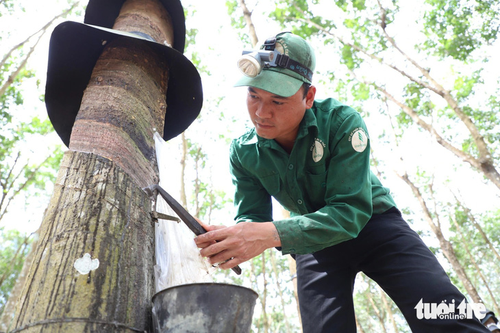 Ngành cao su Việt Nam là một trong những ngành có cơ hội bán tín chỉ carbon - Ảnh: TRUNG TÂN