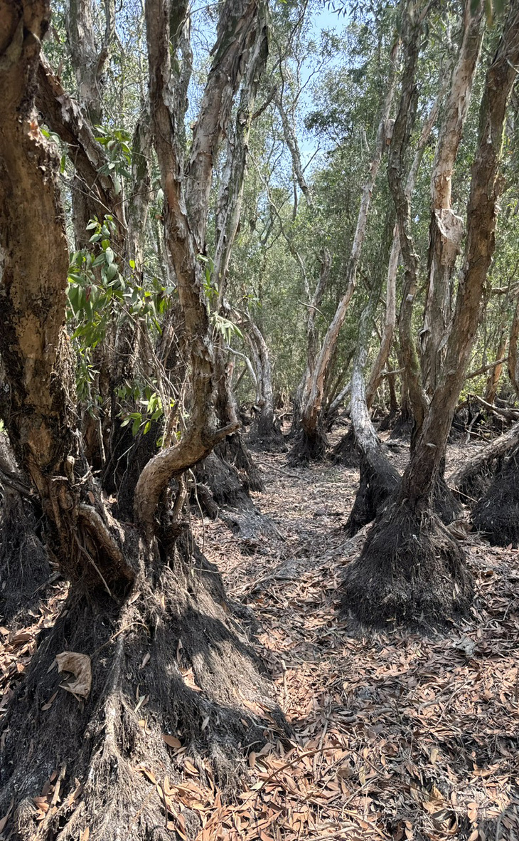 Cây tràm trong khu A1 Vườn quốc gia Tràm Chim phát triển bộ rễ khí sinh rất lớn quanh gốc cây trong điều kiện ngập úng kéo dài - Ảnh: TRẦN TRIẾT (ảnh chụp tháng 4-2024)