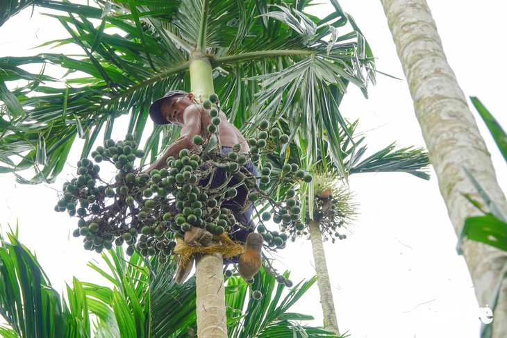 Cau trồng xen khóm và người dân Kiên Giang bán với giá 30.000 đồng/kg 