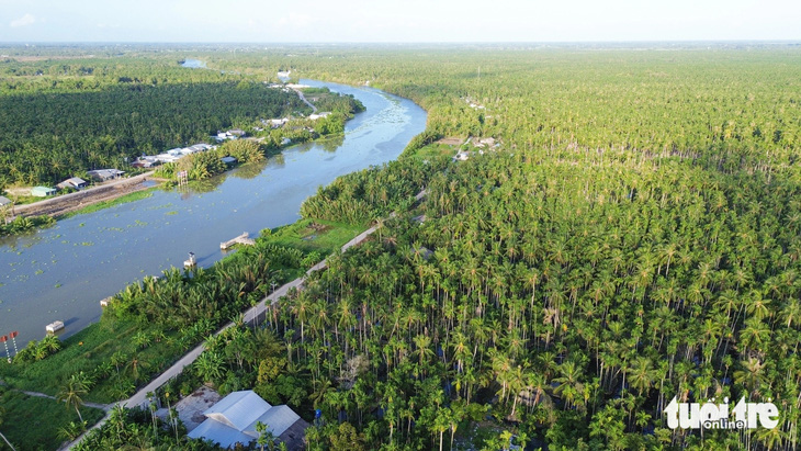 Mô hình sinh thái ba tầng khóm - cau - dừa được người dân trồng nhiều ở huyện Châu Thành (Kiên Giang) 