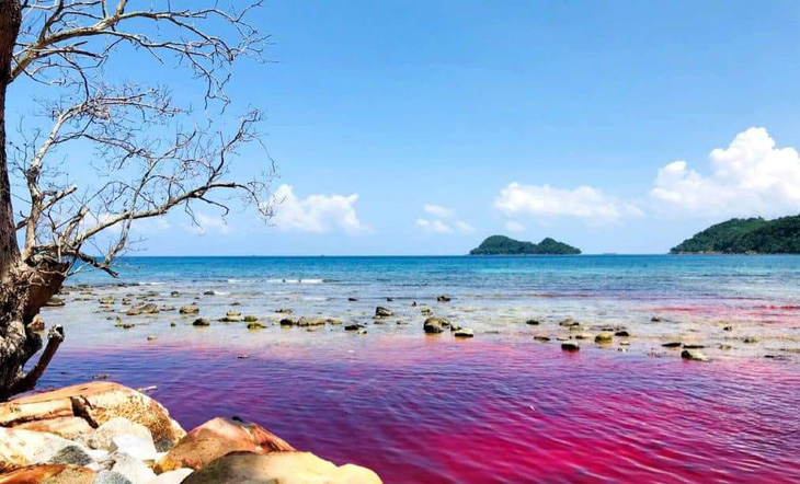 Hiện tượng thủy triều đỏ xuất hiện ở xã Thổ Châu (TP Phú Quốc) - Ảnh: Người dân cung cấp