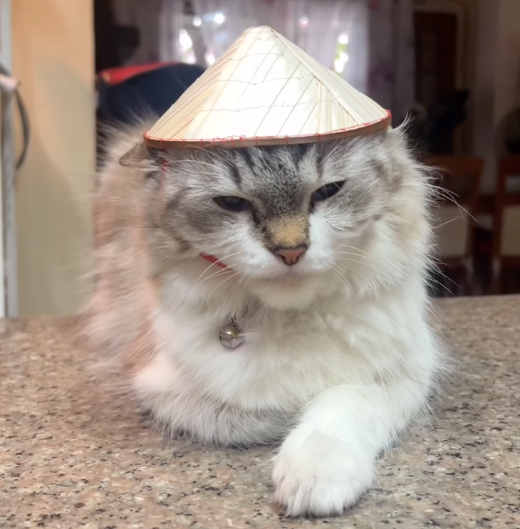 Chú mèo đến từ Philippines đội nón lá khiến dân mạng nước này thích thú - Ảnh: NVCC