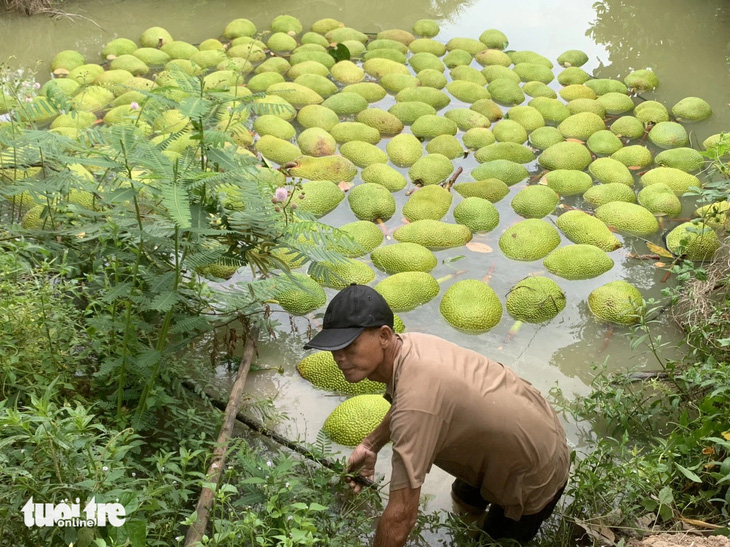 Mít Thái hiện đang được thương lái mua tại vườn khoảng 2.000 đồng/kg. Trong ảnh: thu hoạch mít tại tỉnh Tiền Giang - Ảnh: MẬU TRƯỜNG