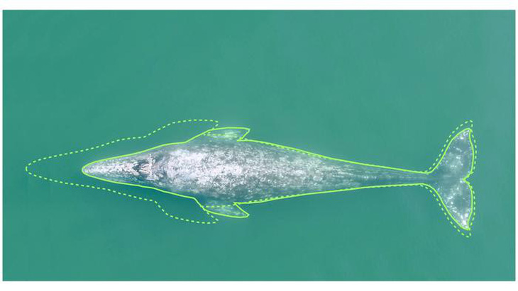 Kích thước cá voi xám Thái Bình Dương giảm đi 13% trong 20-30 năm qua - Ảnh: eurekalert.org