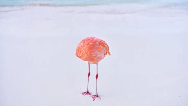 Flamingone - bức ảnh thật thắng hạng mục Ảnh AI của Miles Astray - Ảnh: Miles Astray