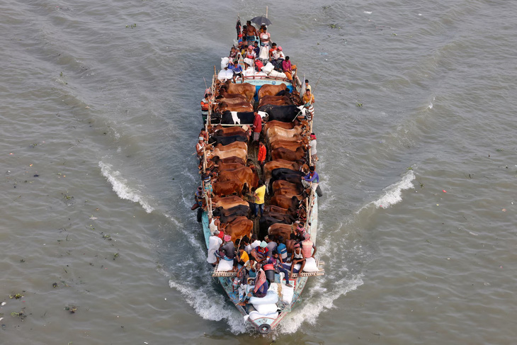 Các nhà buôn đang vận chuyển gia súc bằng thuyền tới một khu chợ ở thủ đô Dhaka, Bangladesh. Ảnh chụp ngày 11-6 vừa qua. (Reuters/Mohammad Ponir Hossain)