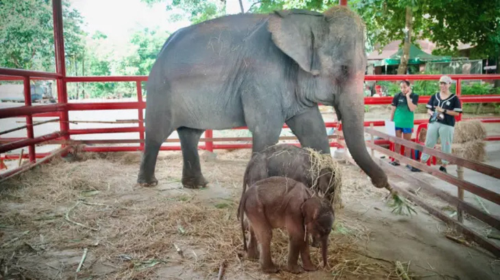 Ảnh chụp voi mẹ và 2 voi con mới sinh tại cơ sở bảo tồn và huấn luyện voi Ayutthaya Elephant Palace & Royal Kraal - Ảnh: BBC