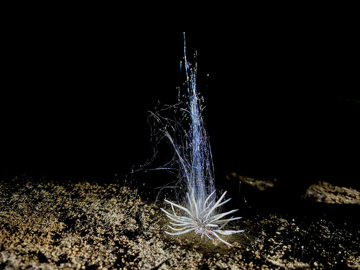 Cận cảnh loài sinh vật lạ vừa được phát hiện trong hang Hùng - Ảnh: NGUYỄN VĂN ÚY