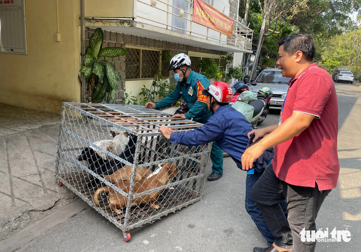 Chó thả rông sau khi bị bắt sẽ được nhốt tạm thời (khoảng 48 tiếng) và thông báo cho chủ chó qua các nhóm tin nhắn khu vực - Ảnh: CHÂU TUẤN