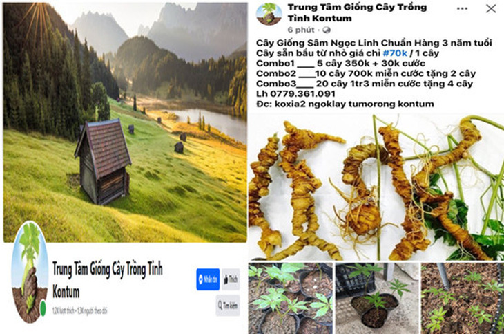 Hình ảnh rao bán sâm Ngọc Linh giả với giá siêu rẻ của L.V.C trên mạng xã hội - Ảnh: Công an tỉnh Kon Tum