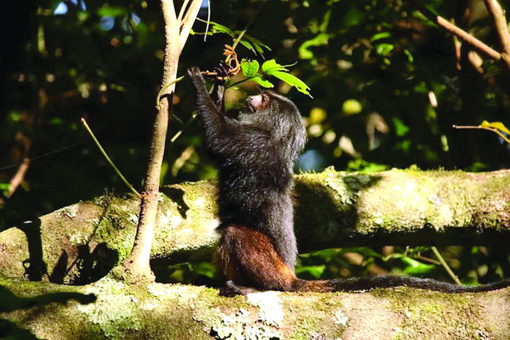 Một con khỉ vàng sư tử Tamarin.  Ảnh: Olivier Kaisin cung cấp cho The Conversation