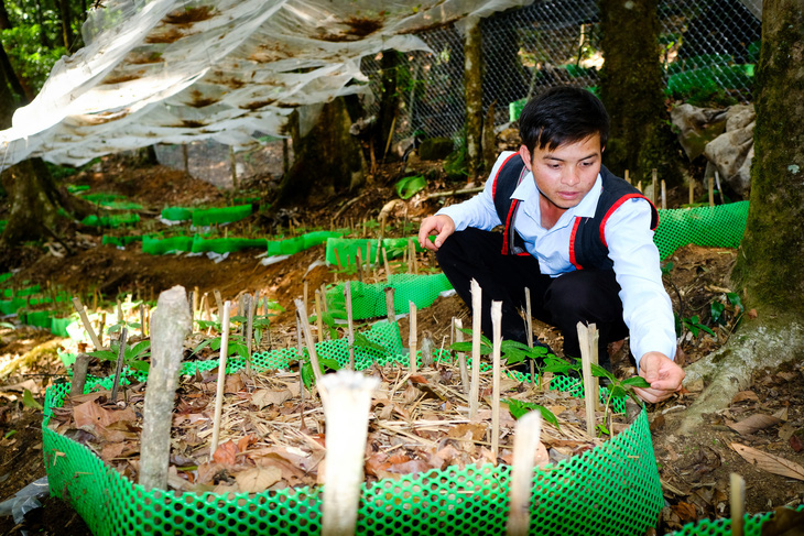 Người dân Xơ Đăng chăm sóc vườn sâm Ngọc Linh trồng dưới tán rừng thuộc xã Măng Ri, huyện Tu Mơ Rông, Kon Tum - Ảnh: TẤN LỰC