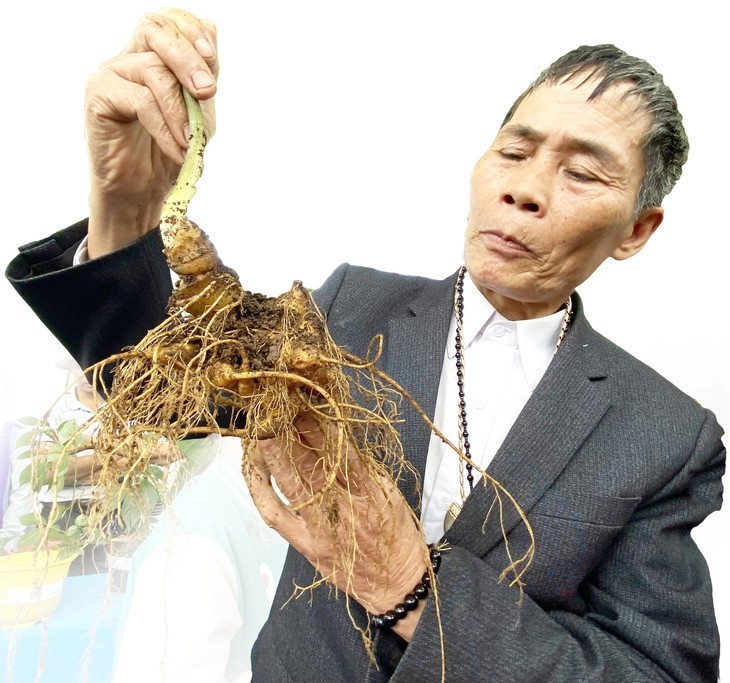 sâm Việt