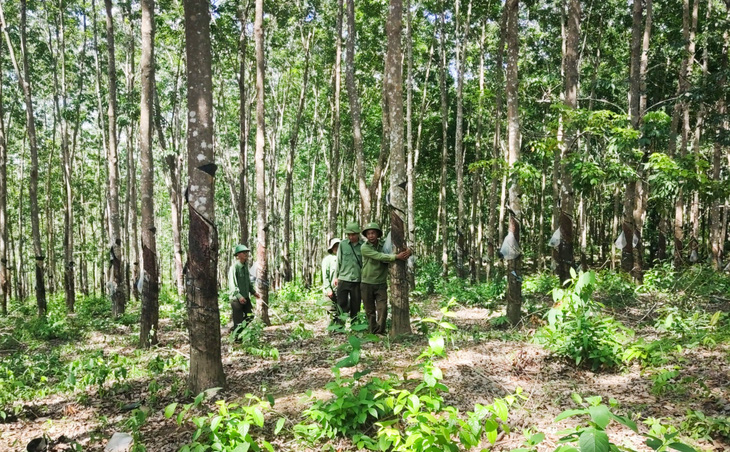 Diện tích trồng cây cao su 'vô chủ' đang phát triển tươi tốt, cho mủ đều đều trong phần đất của Ban quản lý rừng phòng hộ Ia Puch - Ảnh: P.H. 