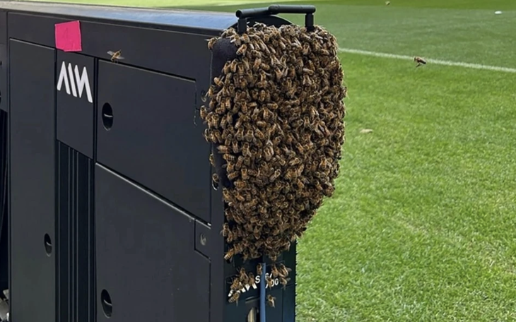 Sân vận động Euro 2024 bị bầy ong "xâm chiếm"