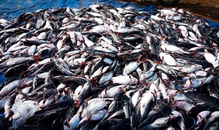 Lứa cá lăng đã đạt trọng lượng 1,3 - 1,8kg/con, chỉ còn 2 tháng nữa là tới kỳ xuất bán nhưng chết sạch - Ảnh: N.L. 
